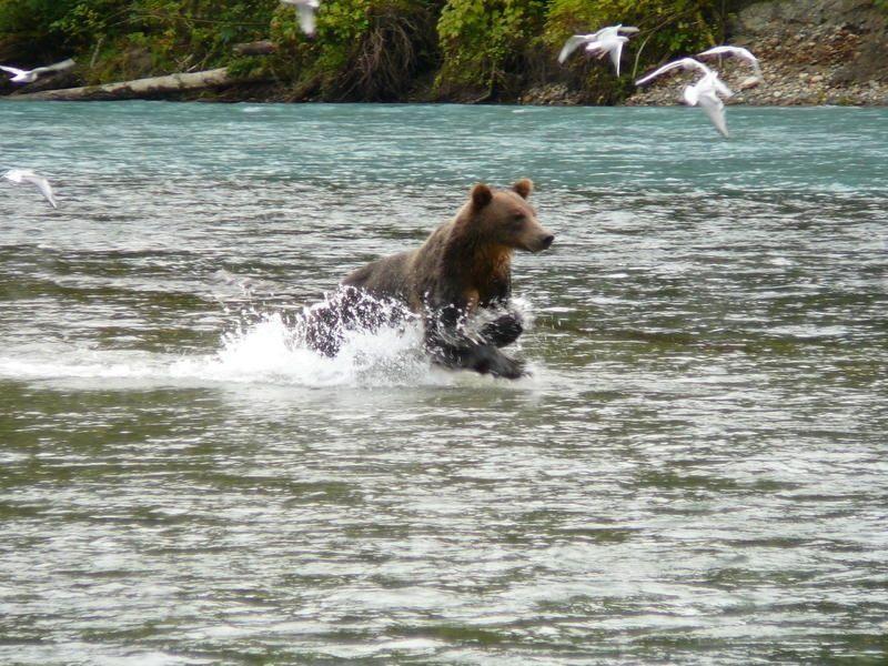 Bären mit Westour Reisen erleben