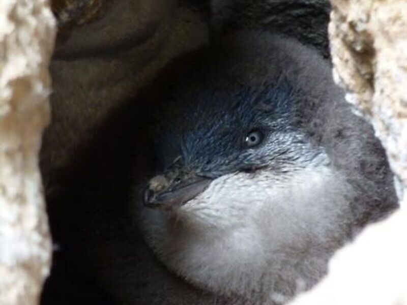 Blue Pinguin im Nest